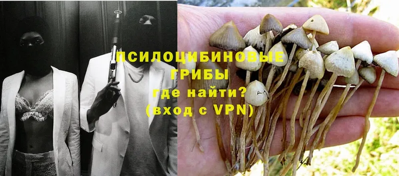 Галлюциногенные грибы Psilocybe  наркошоп  Гагарин 